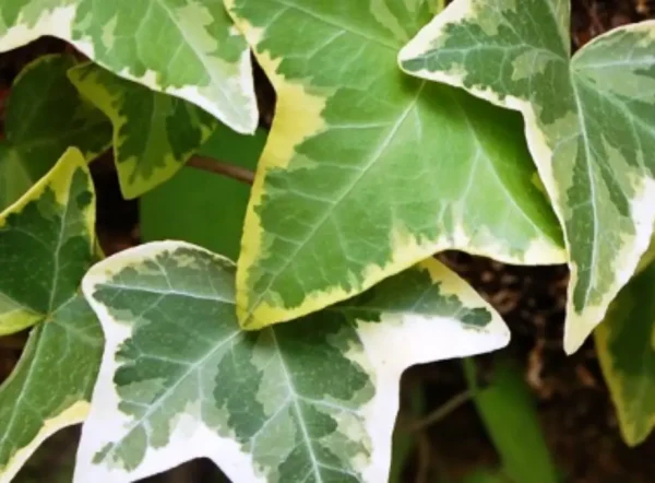 Alacalı Kaya Sarmaşığı (Hedera Helix)