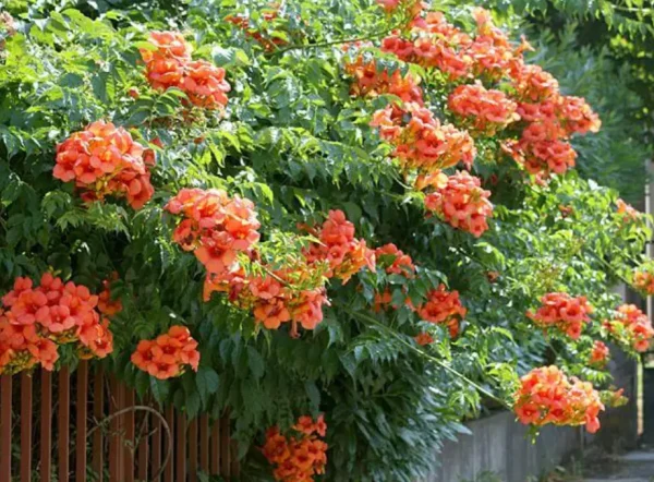 Campsis radicans