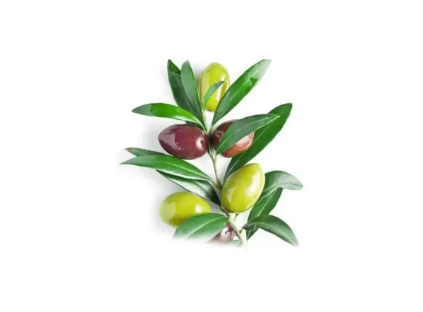 Çekiçte Zeytin Fidanı