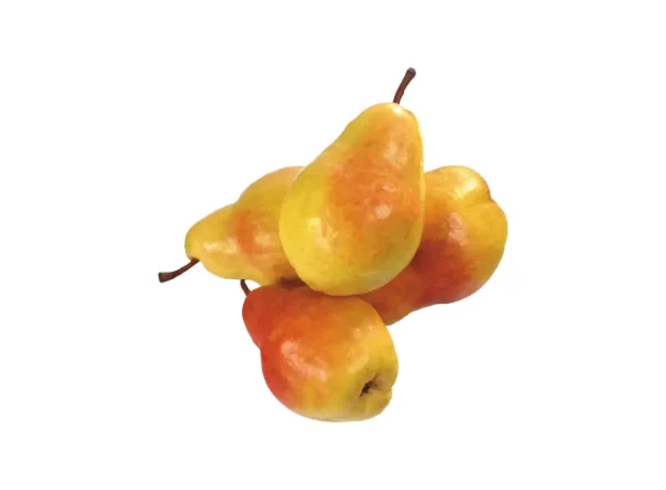 Coscia Armut Fidanı