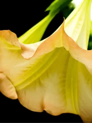 Datura Hint Elması (Melek Borusu Çiçeği)