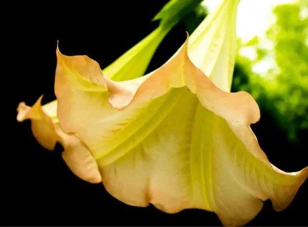 Datura Hint Elması (Melek Borusu Çiçeği)