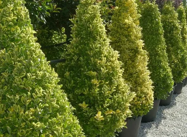 Euonymus Japonicus Elegantissimus Aureus (Gold Taflan)