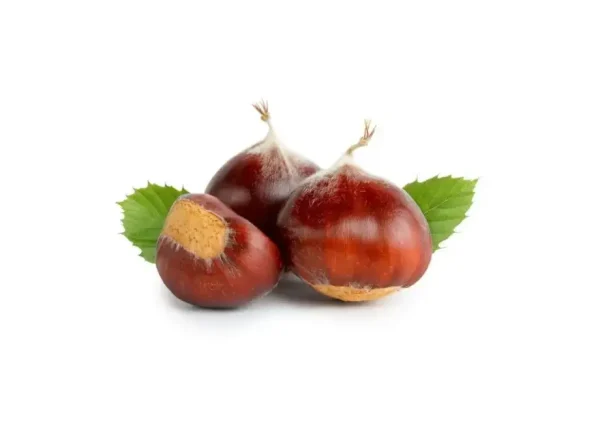 Fernor Kestane Fidanı