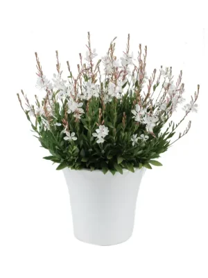 Gaura lindheimeri (Pembe Çiçekli Gaura)