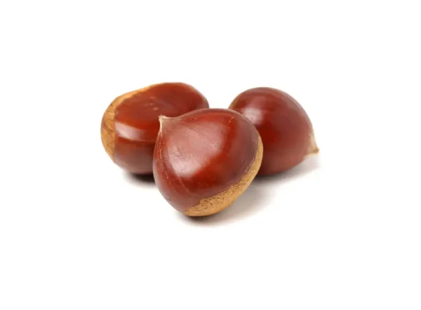 Işıklar Kestane Fidanı