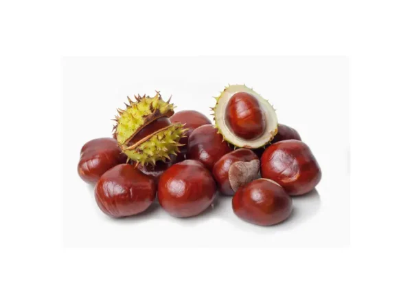 Kemer Kestane Fidanı