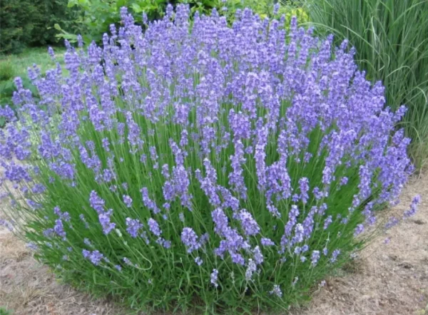 Lavandula x Intermedia Grosso (Lavanta)