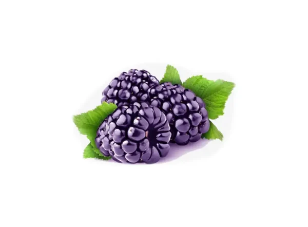 Loch Ness Böğürtlen Fidanı