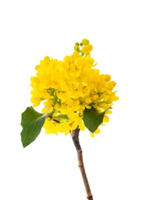 Mahonya
