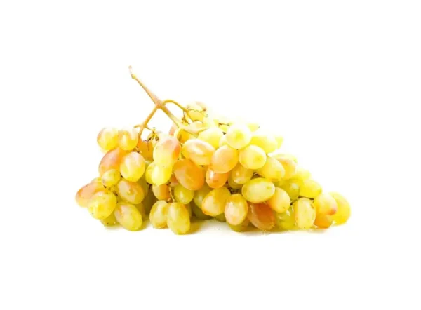 Mevlana Asma Fidanı