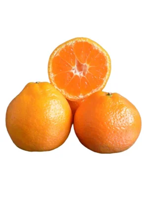 Okitsu Wase Mandalina Fidanı