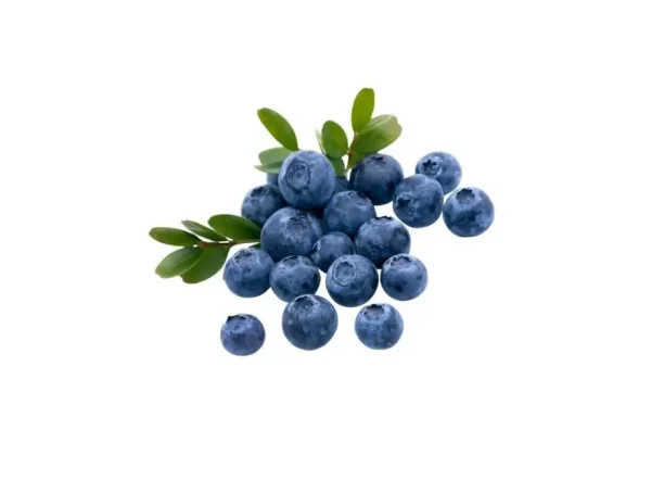 Oneal Yaban Mersini Fidanı Oneal Yaban Mersini Fidanı