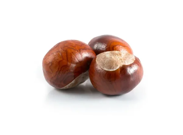 Pedro Kestane Fidanı