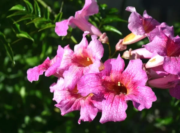 Pembe Çiçekli Acem Borusu