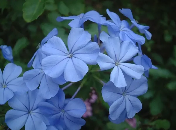 Plumbago Capensis (Mavi Yasemin)