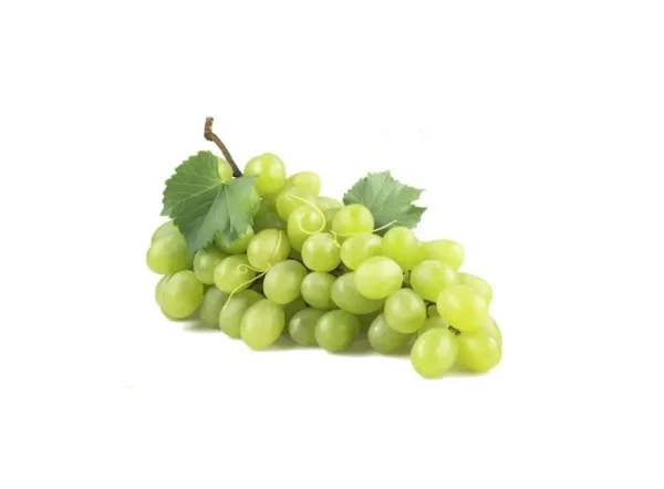 Superior Seedless Asma Fidanı