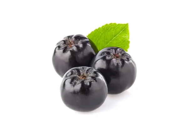 Viking Aronya Fidanı