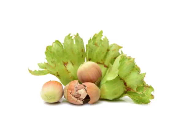 Yalova Fındık Fidanı