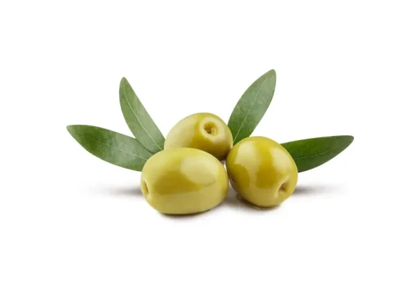 Yalova Zeytin Fidanı