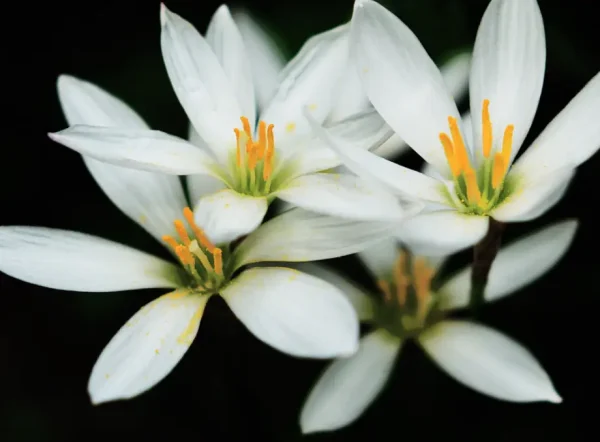Zephyranthes Candida (Beyaz Çiçekli Zipcikti)