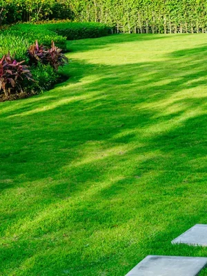 4'Lü Karışım Çim Tohumu