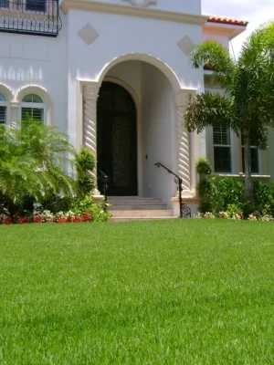 5'Li Karışım Çim Tohumu