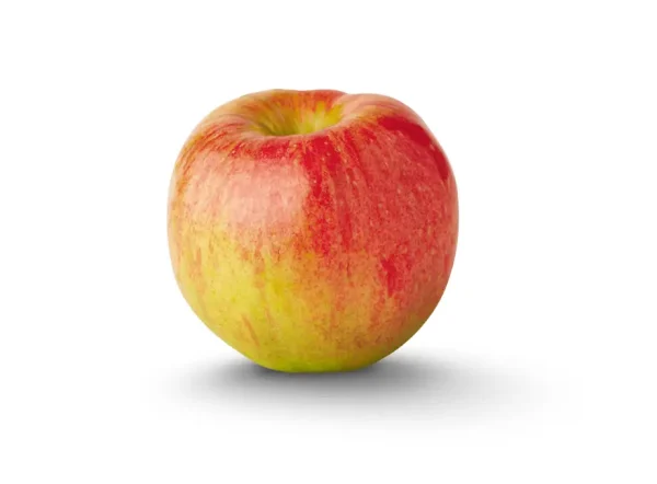 Jersey Mac Elma Fidanı