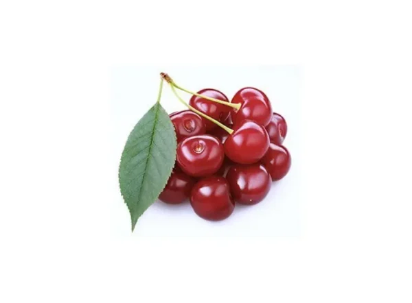 Kütahya Vişne Fidanı