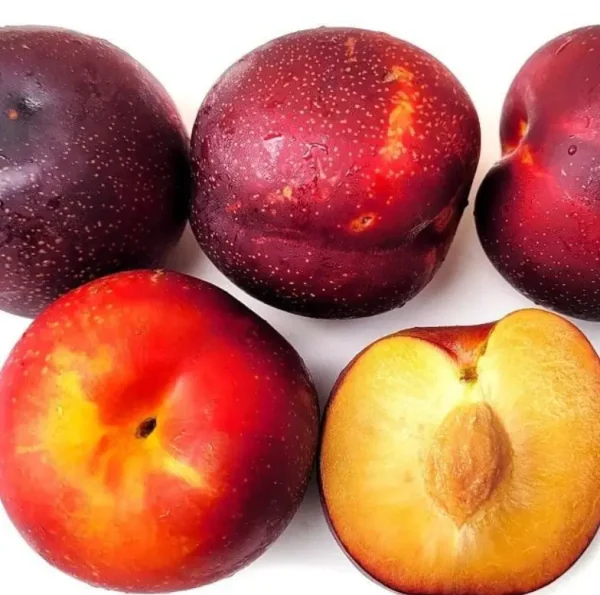 Larry Ann Erik Fidanı